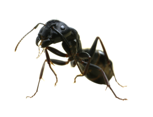 Carpenter Ant Removal in Hackettstown and Long Valley NJ