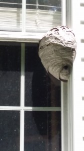 bald face hornet nest in Hackettstown NJ