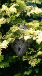 Bald face hornet nest