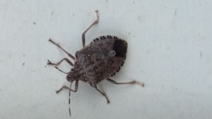 Stink bug pest control 