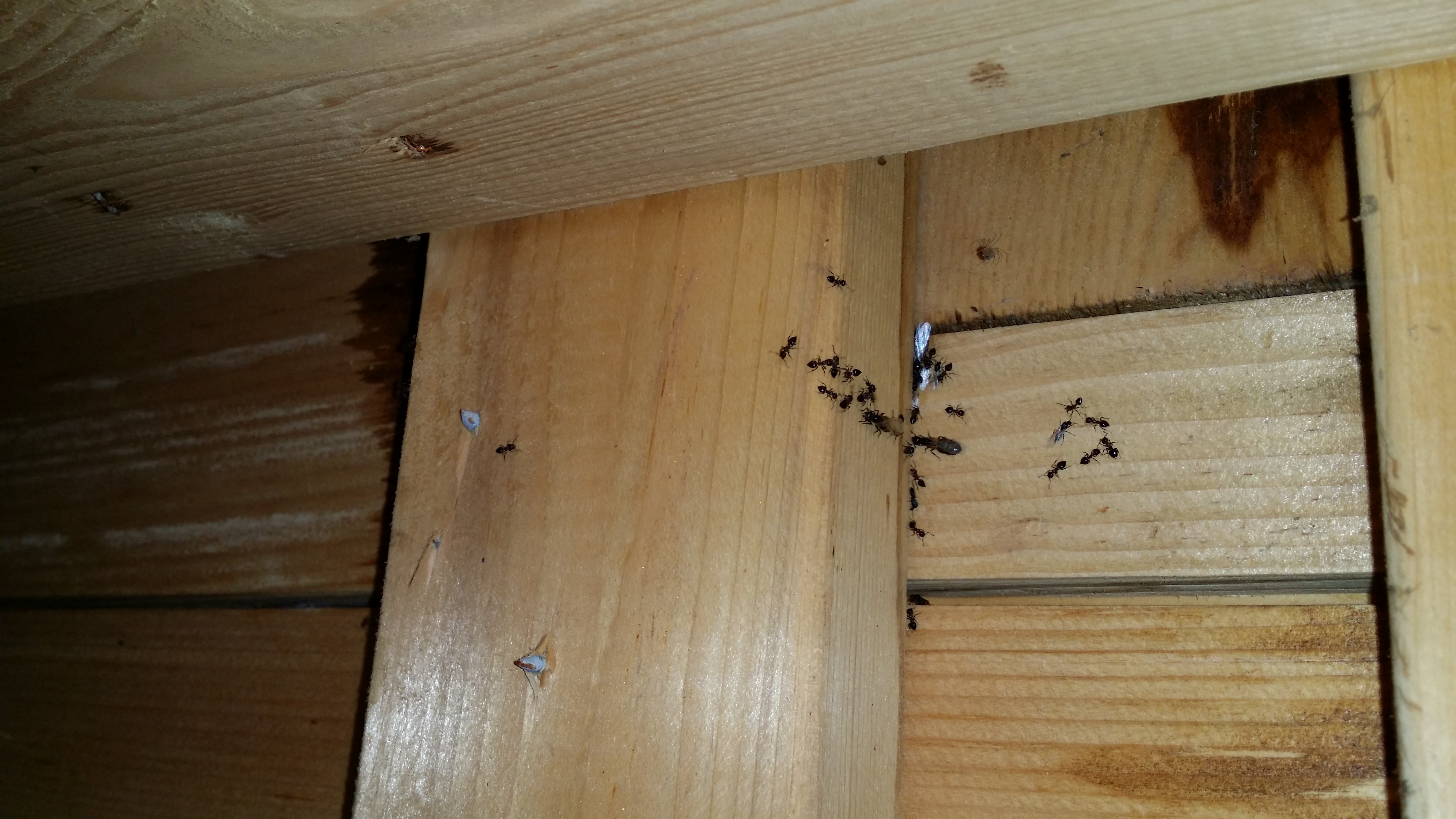 Pest control for Carpenter Bees/ Carpenter Ants