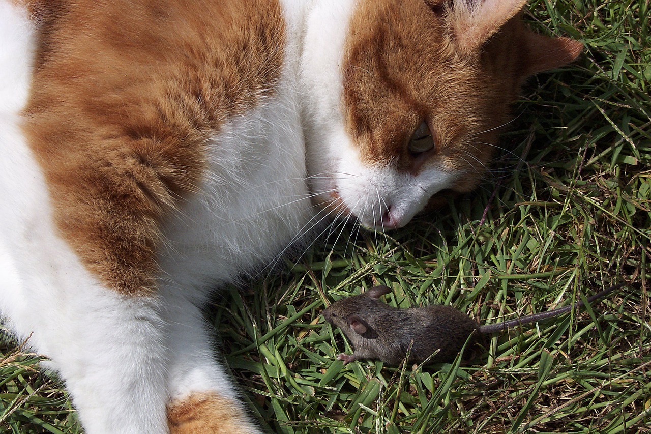 Will a Cat Keep Mice Away? All Seasons Pest Control, LLC