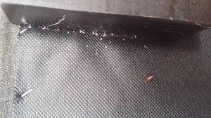 bed bug with egg
