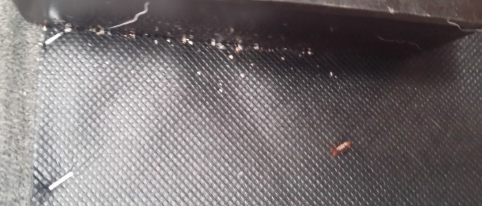 Do I have bed bugs?