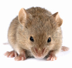 Mouse Removal from Hackettstown and Long Valley NJ