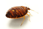 Bed Bugs - Warren County Exterminator