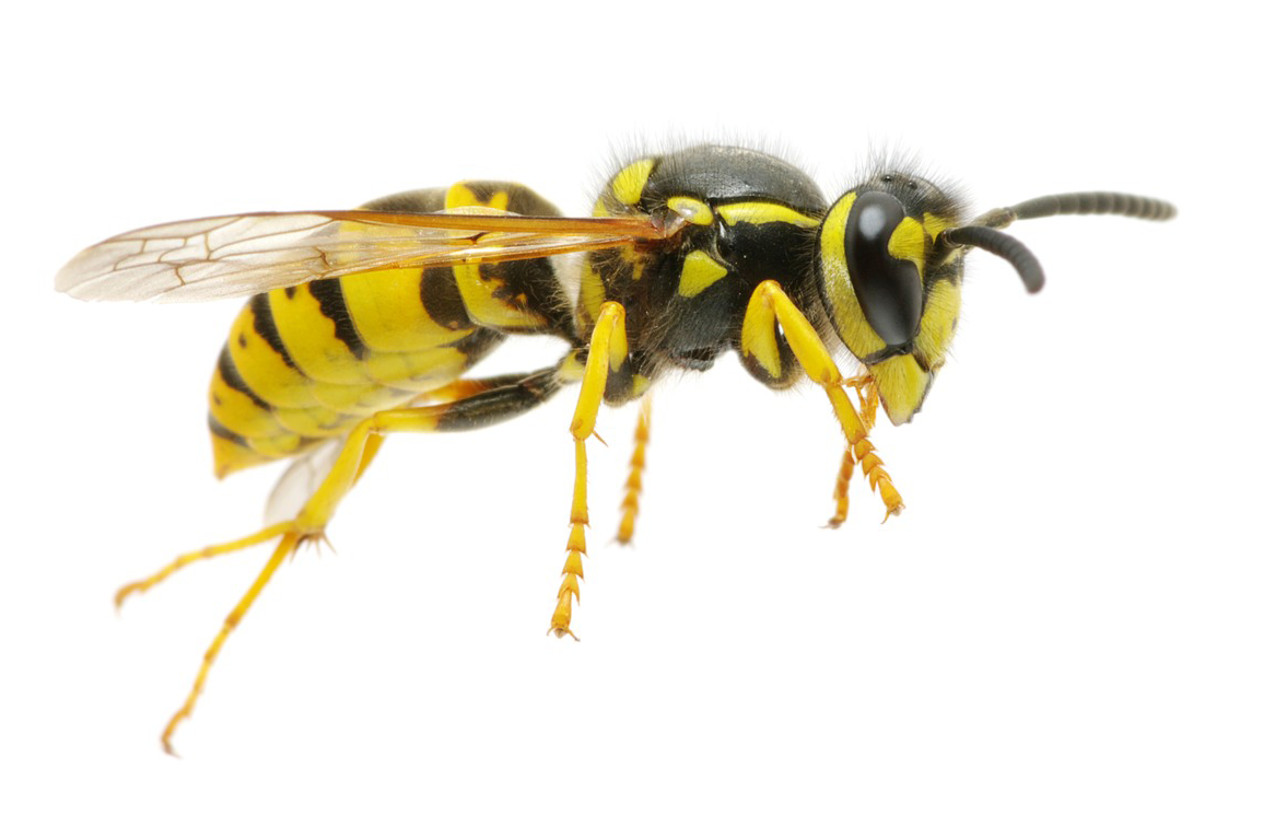 yellow jacket ground bees