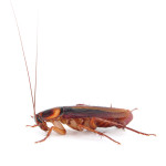 Cockroach Pest Control - Hackettstown, NJ