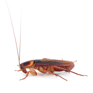 Cockroach Pest Control - Hackettstown, NJ