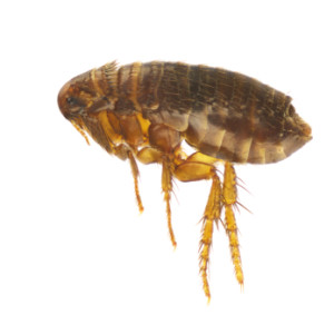 Flea exterminator - Pest Control NJ