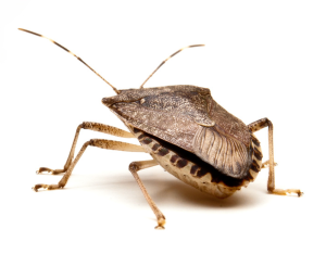 Stink Bugs - Hackettstown Exterminators - NJ