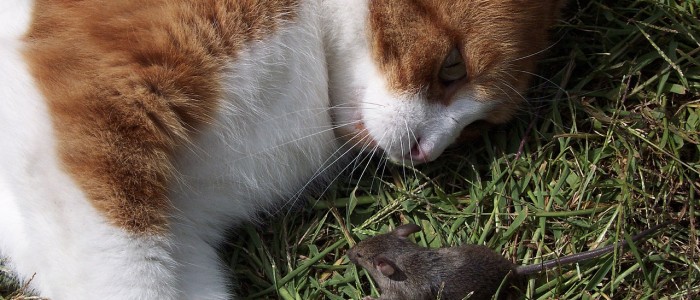 Will a Cat Keep Mice Away?